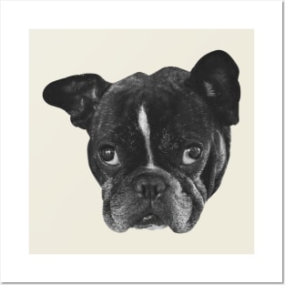 Boston Terrier Dog head Posters and Art